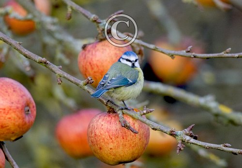 Blue Tit 2 DM0159